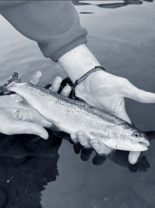 Steelhead caught late fall in the Mad River