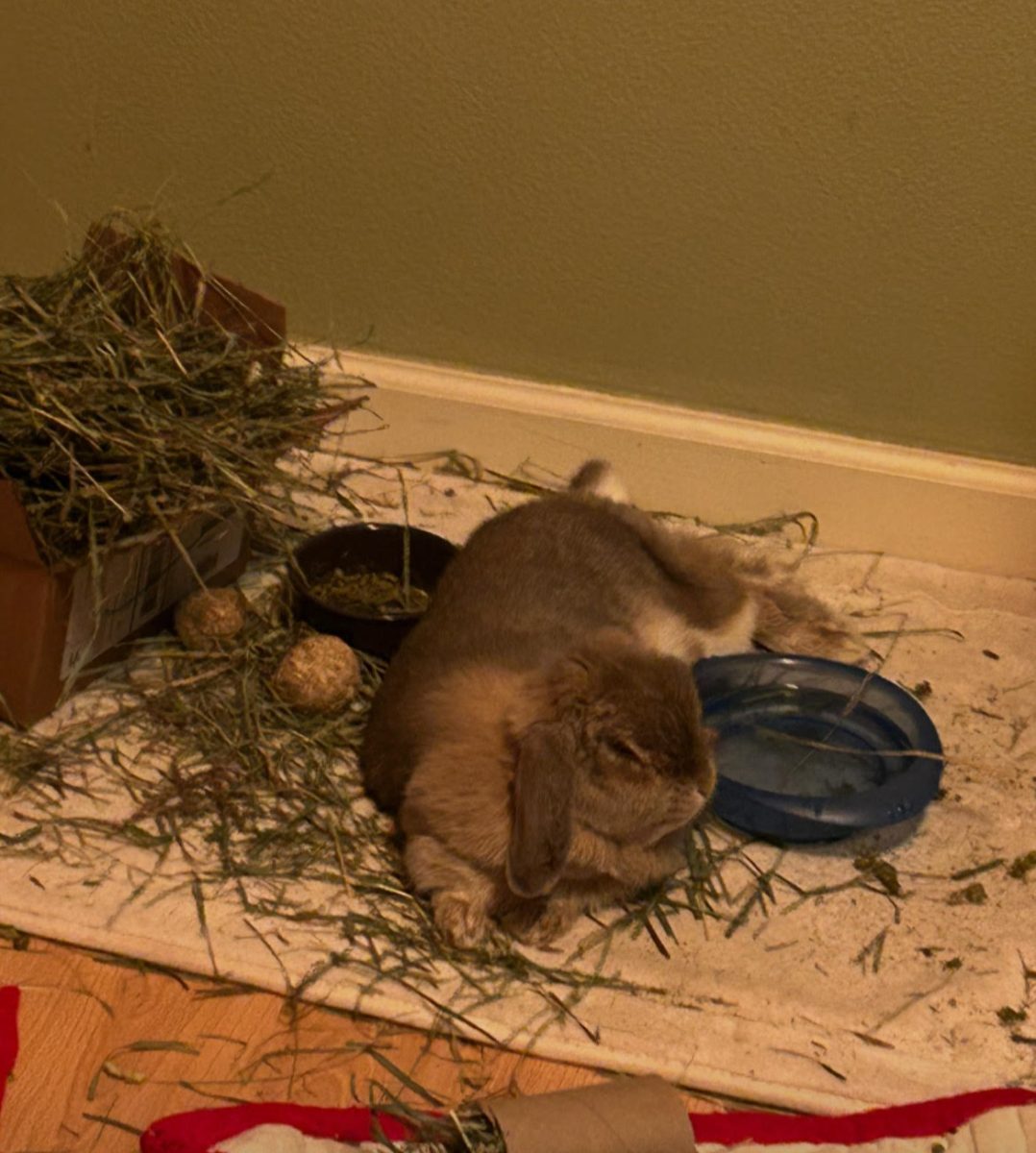Thumper resting in her playpen