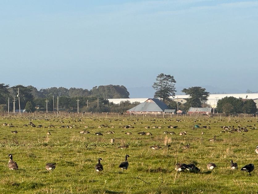 Canadian Geese Settling in Arcata Bottoms.