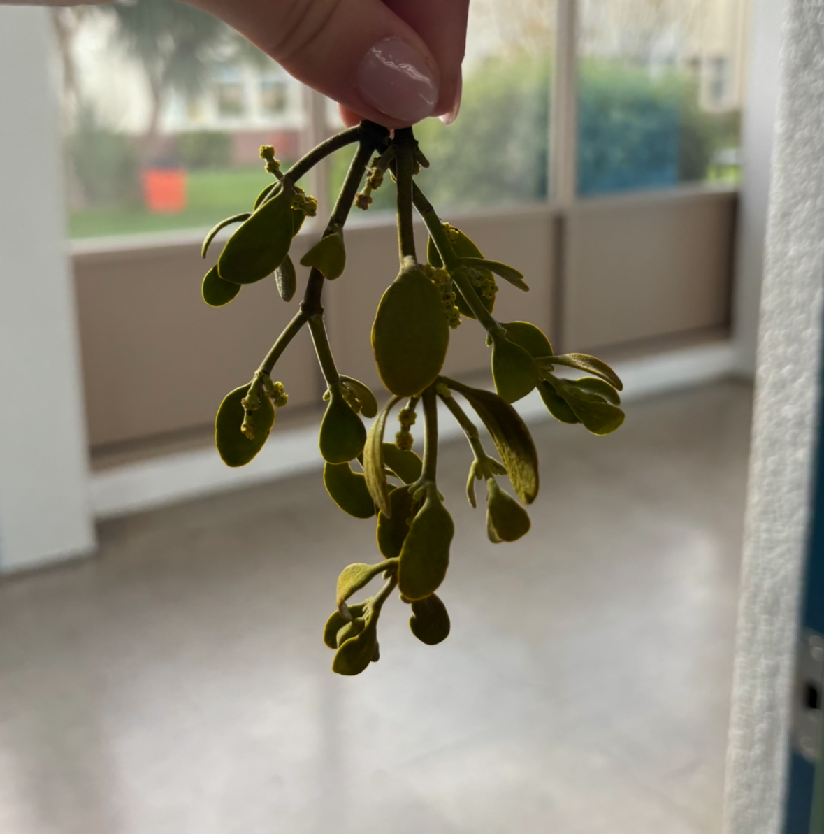 Mistletoe in the AHS hallways.