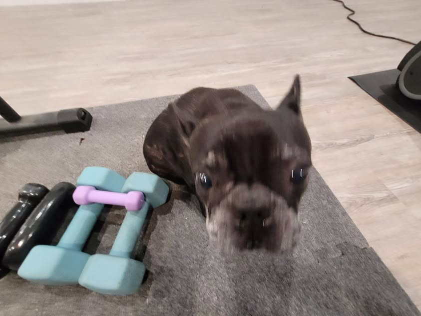 Musubi the frenchie