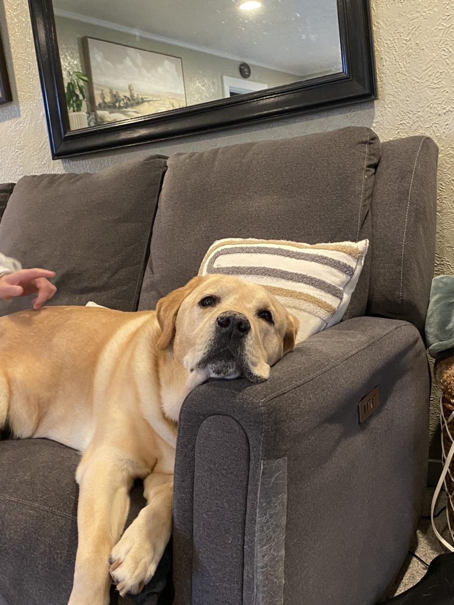 Amelia Hall's dog, Louie.