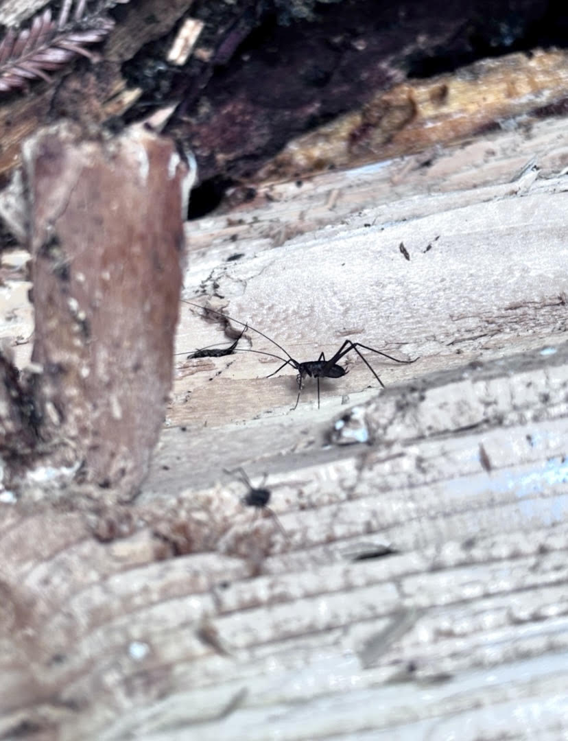 A bug.