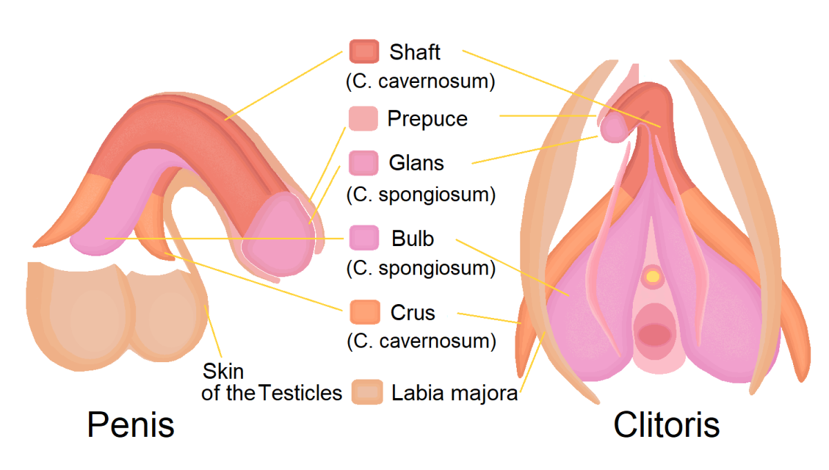 clitorispeniscomparison