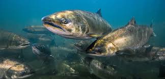 Salmon swimming through Klamath.
