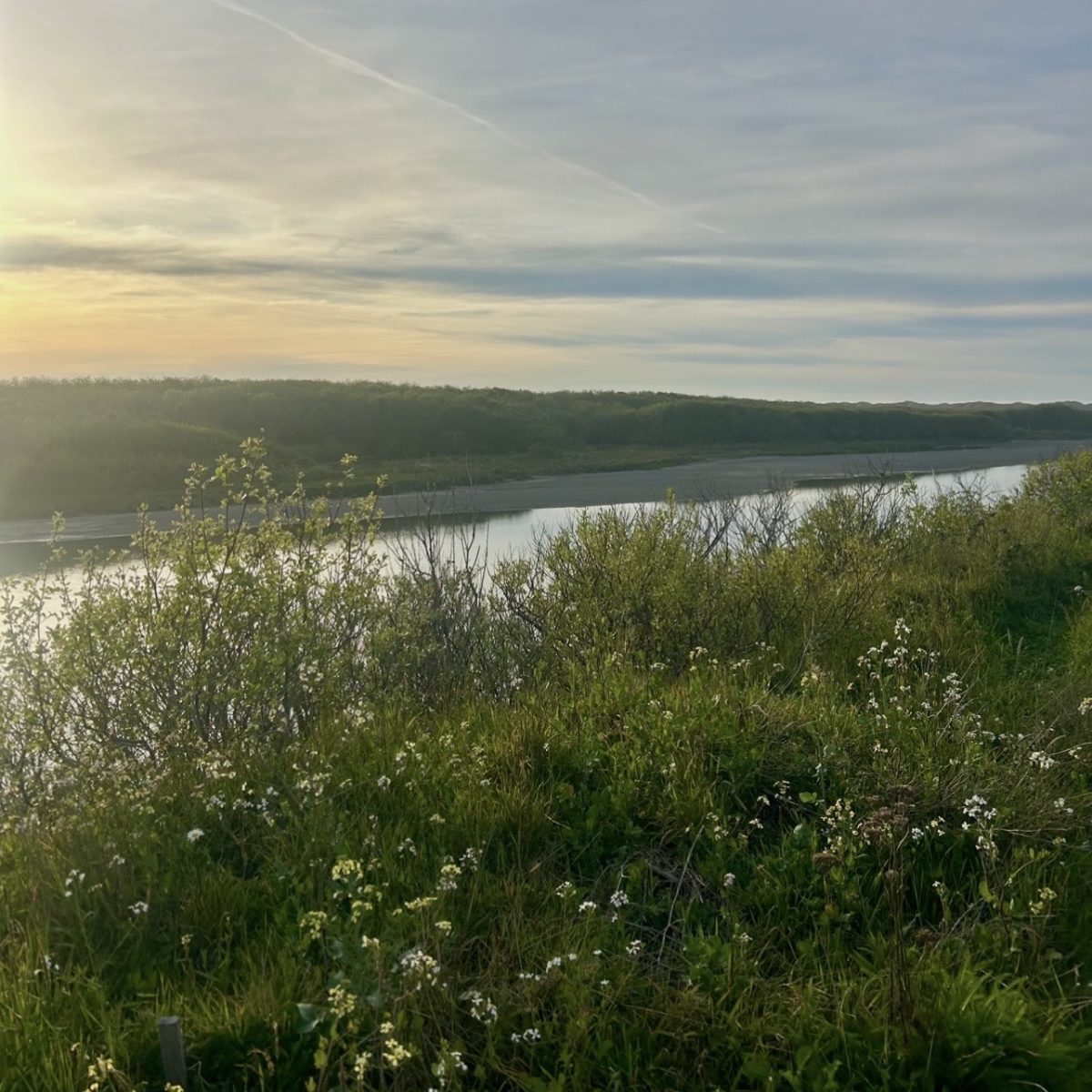 Spring flowers in front of the Mad River.