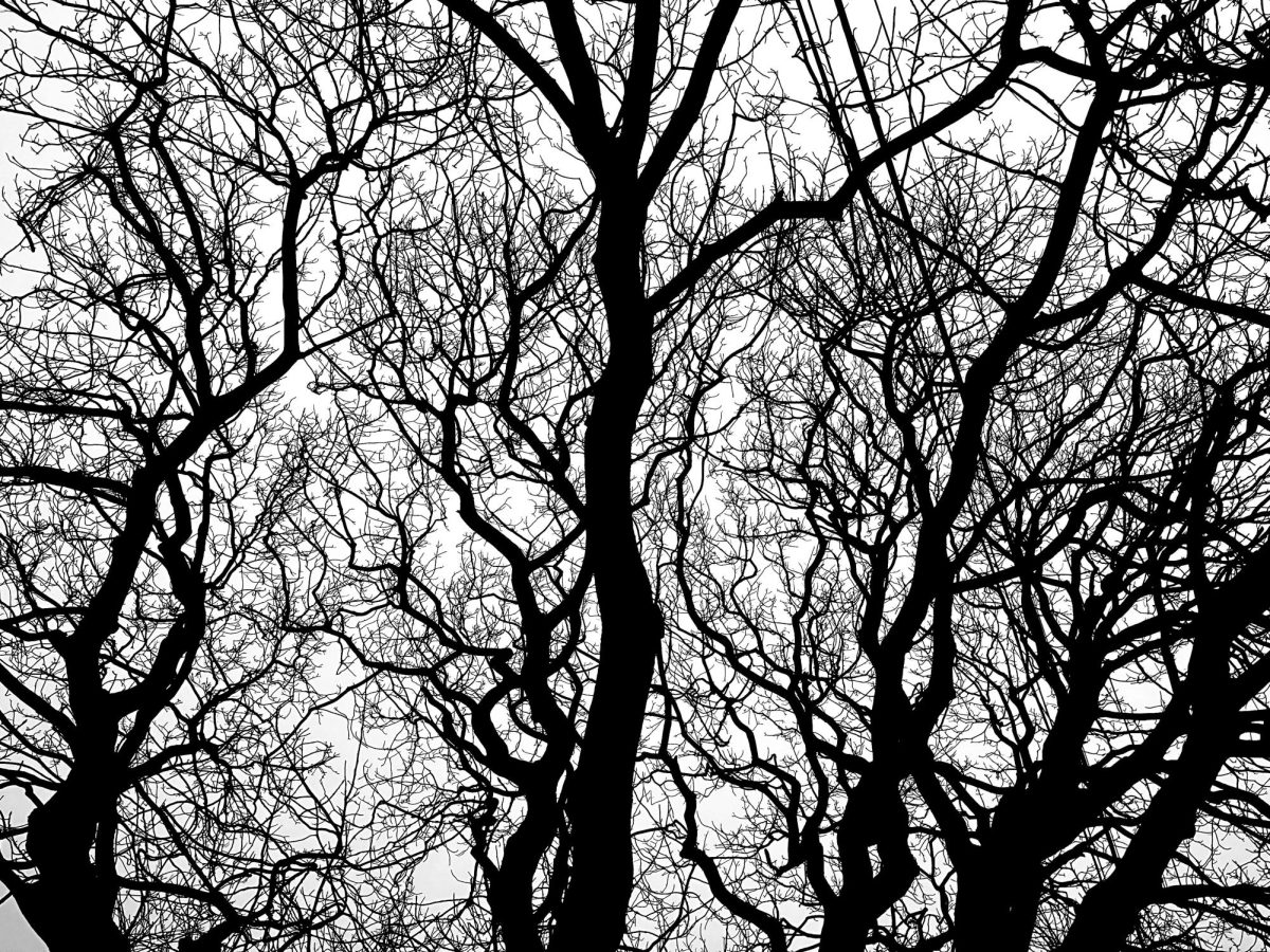 Meditation "waters the root of the tree of life", allowing one to flourish 