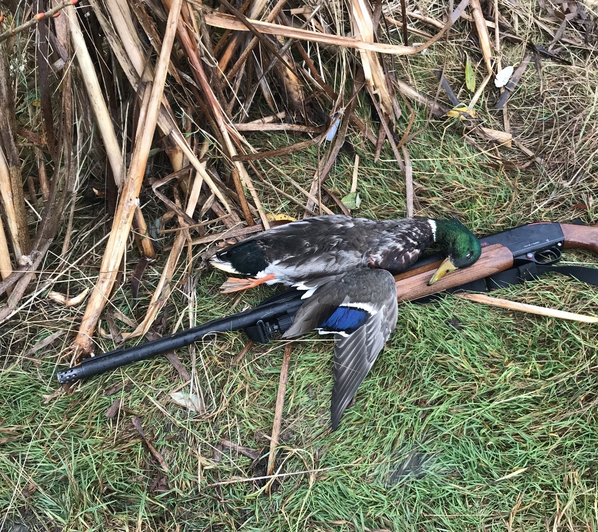 Dead mallard next to a shotgun.