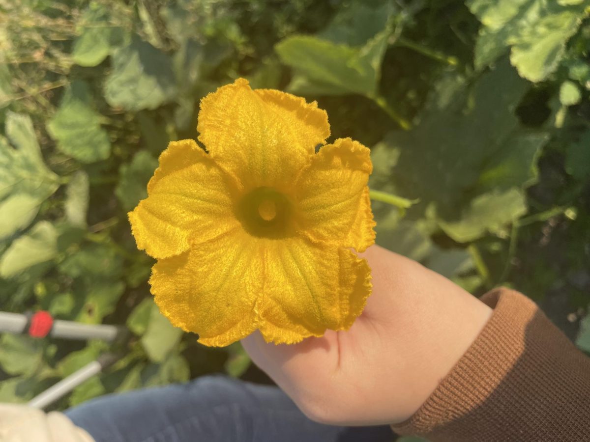 Pumpkin Flower.
